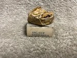 Nos Ford CODD-1217-A Cup Front Wheel Bearing-outer 1960-1965 Falcon Mustang. Fixed Price $12.00.
